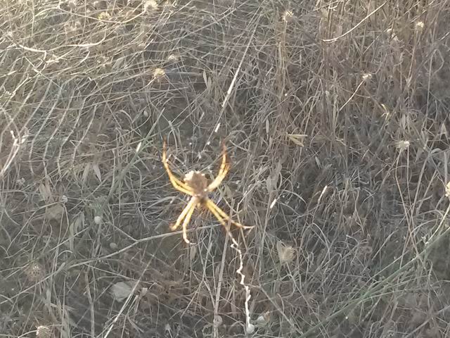 Argiope lobata - Palermo
